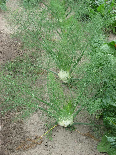 50+ Fenchel Anbau Im Garten, Erfahren sie alles über aussaat,