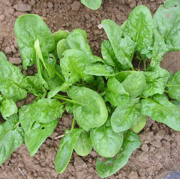 meine ernte Spinat anbauen, pflegen, ernten und lagern