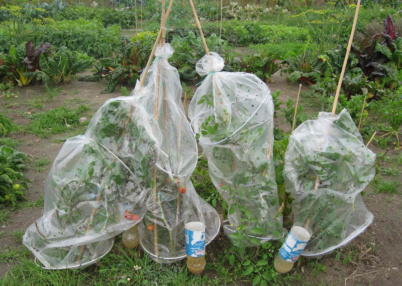 meine ernte Tomaten anbauen, pflegen, ernten und lagern
