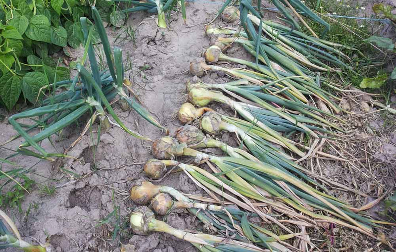 meine ernte Zwiebeln anbauen, pflegen, ernten und lagern