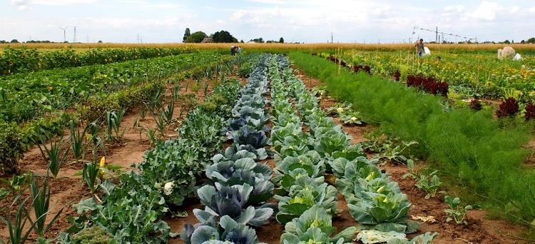 Mitgarten von meine ernte in Bonn