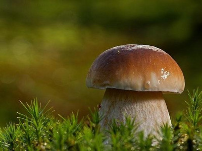 Steinpilz kleiner Steinpilz