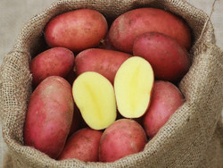 Kartoffel Laura