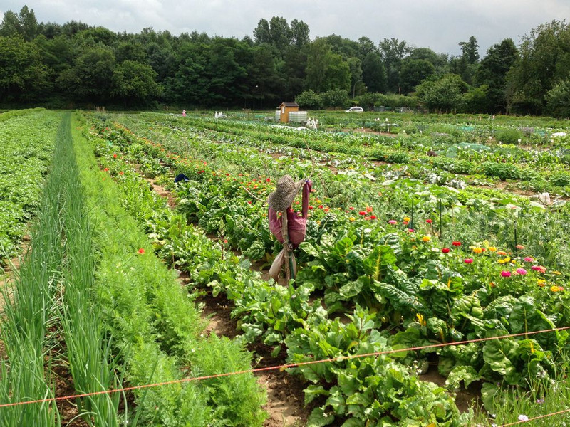 Meine Ernte Miete Deinen Gemusegarten In Frankfurt