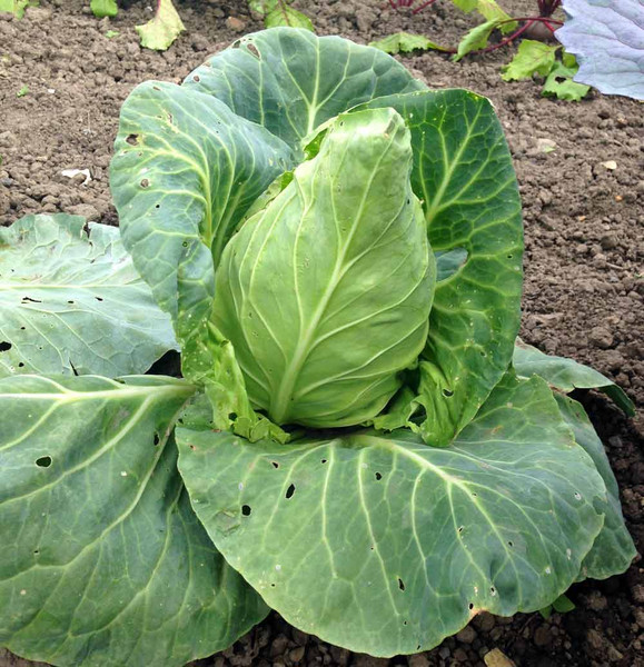 chinakohl pflanzen tipps garten pflege, meine ernte: weißkohl anbauen, pflegen, ernten und lagern, Design ideen