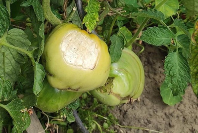 Sonnenbrand an Fleischtomaten Sonnenbrand an Fleischtomaten