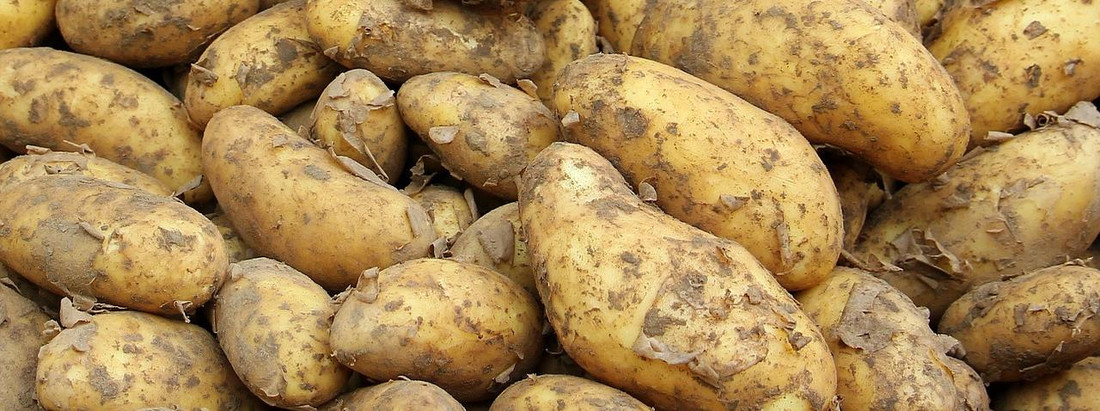 Kartoffeln - lecker auf dem Teller und das Kochwasser kannst Du noch als Dünger verwenden