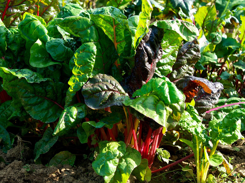 meine ernte Mangold anbauen, pflegen, ernten und lagern
