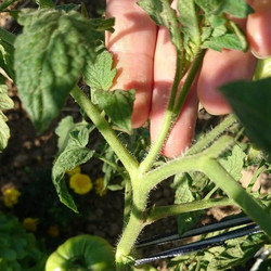 Tomatengeiztrieb in der Blattachse