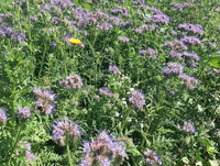 Gründüngung mit Phacelia