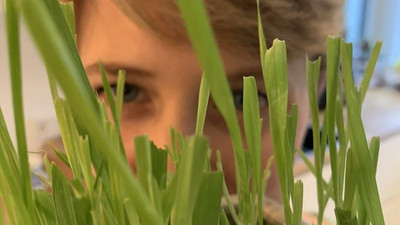 Natalie zieht ihr eigenes Gerstengras zu Hause