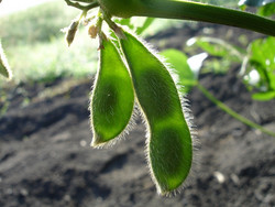 Edamame ernten, wenn sie noch unreif sind