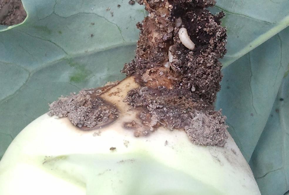 Befall von Kohlfliegen Kohlfliegenlarven am Kohlrabi