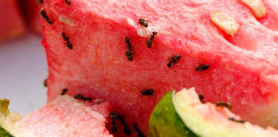 Ameisen an Obst