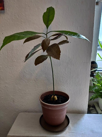 Ein Avocadobäumchen gibt eine schöne Zimmerpflanze ab