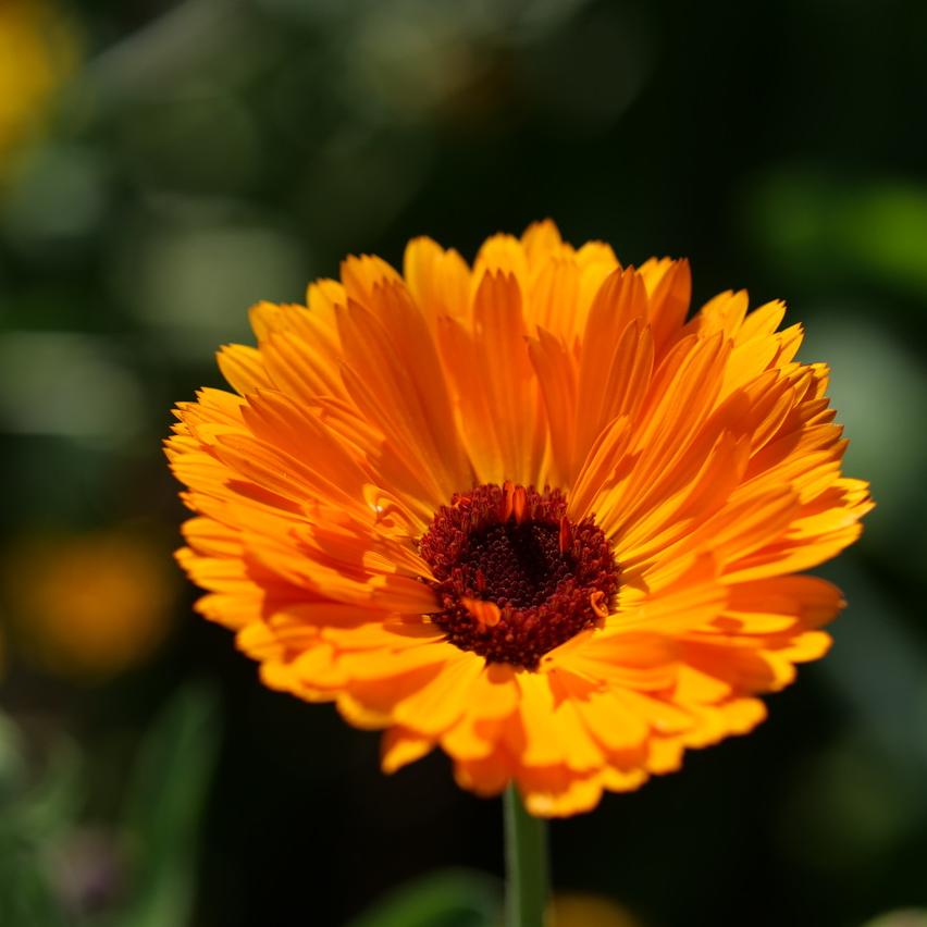 Ringelblume in Orange