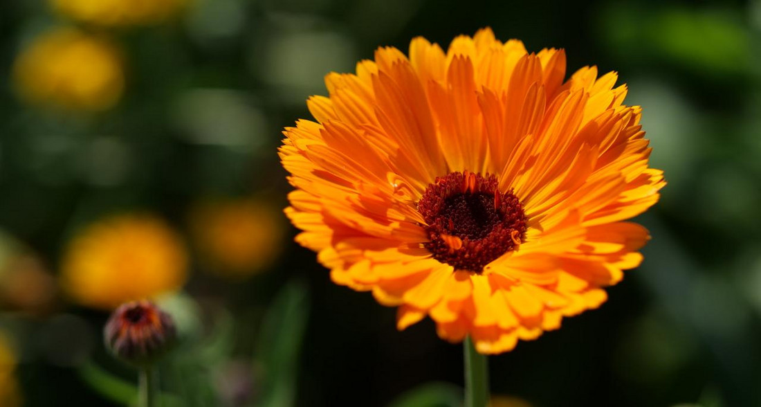 Ringelblume