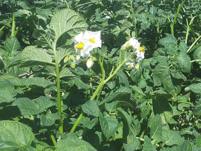 Kartoffelblüte