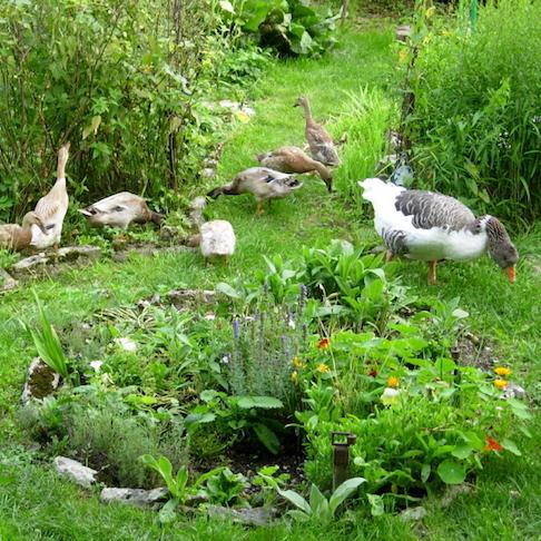 Enten im Garten