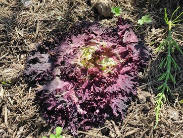 Schadbild von Drahtwürmern am Salat