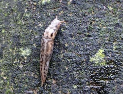 Tigerschnegel