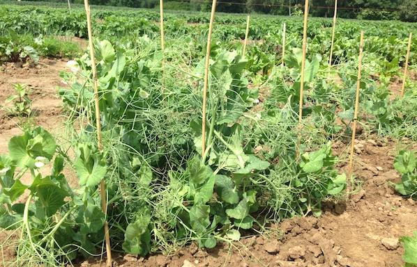 meine ernte Erbse anbauen, pflegen, ernten und lagern