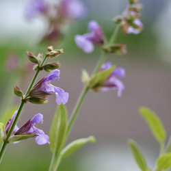 Salbei in Blüte
