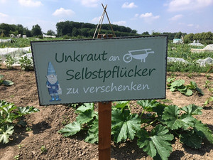 Unkraut an Selbstpflücker zu verschenken