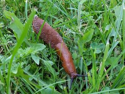 Nacktschnecke Nacktschnecke
