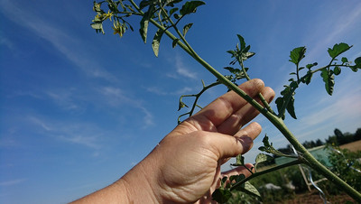 Tomaten-Geiztrieb mit den Fingern entfernen Tomaten-Geiztrieb mit den Fingern entfernen