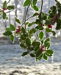 Winter im Garten