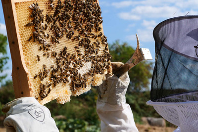 eine voll ausgebaute Bienenwabe eine voll ausgebaute Bienenwabe