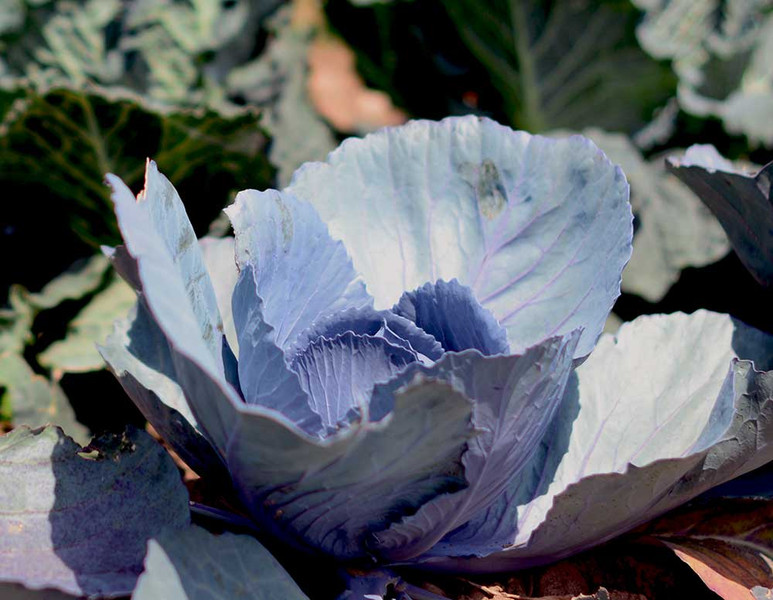 meine ernte: Rotkohl anbauen, pflegen, ernten und lagern