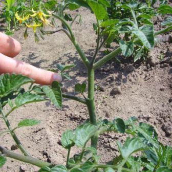 Tomaten ausgeizen