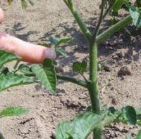 Tomaten ausgeizen
