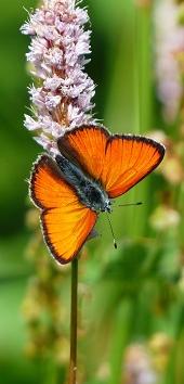 Blumenwiesen ziehen Nützlinge an