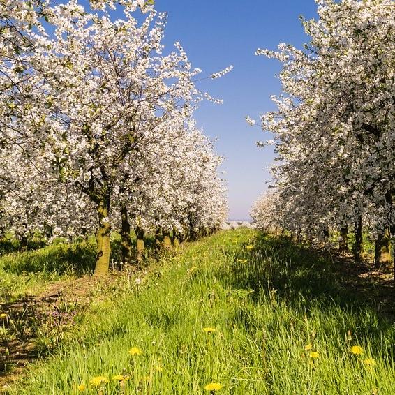 Obstbäume in Blüte