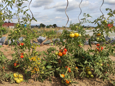 Tomaten im Freiland mit Spiralstäben stützen