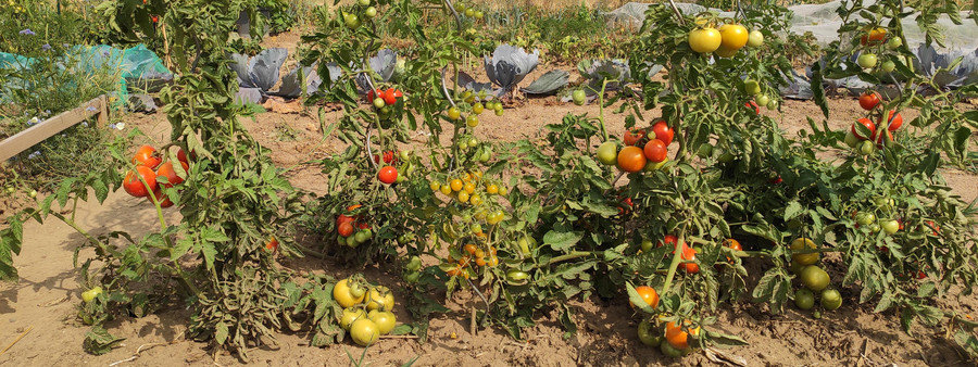 Gemüse wächst in einem sonnigen Garten besonders gut