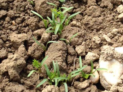 Meine Ernte Mohren Anbauen Pflegen Ernten Und Lagern