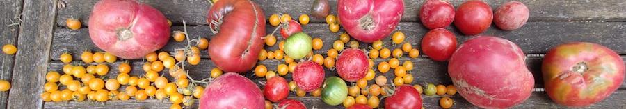 Im Kühlschrank fühlen Tomaten sich nicht wohl