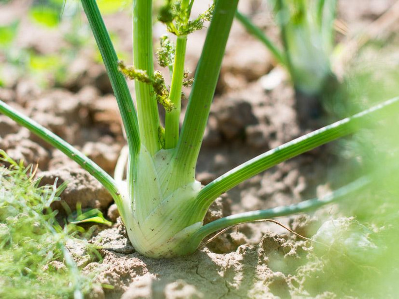 Meine Ernte Fenchel Anbauen Pflegen Ernten Und Lagern