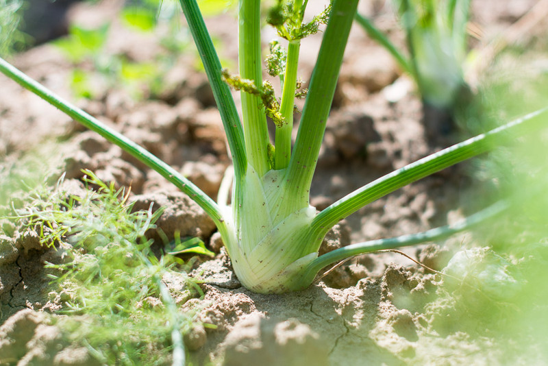 meine ernte Fenchel anbauen, pflegen, ernten und lagern