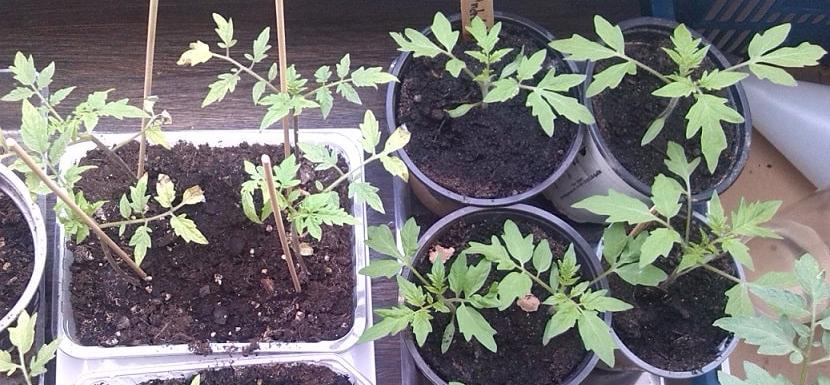 meine ernte Tomaten vorziehen, nach dem pikieren Tomaten vorziehen