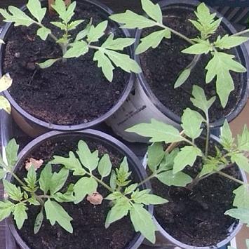 Tomaten vorziehen in Töpfen zu Hause