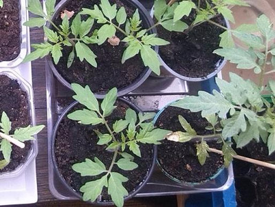 meine ernte Tomaten vorziehen, nach dem pikieren Tomaten vorziehen
