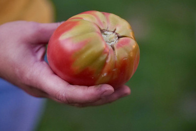 Grünrand Gelbrand bei Tomaten Grünrand Gelbrand bei Tomaten