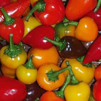 Chilis in unterschiedlichen Formen und Farten Chili-Mix