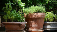 Gartenkräuter in Töpfen