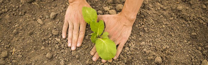 Gärtnere saisonal und regional um die Umwelt zu schonen
